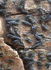 Hysterium angustatum 169751155.jpg