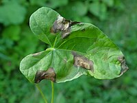 Septoria convolvuli a1 (1).jpg