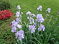 Iris sp. (Newark, Ohio, USA) 89.jpg