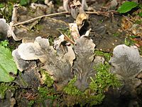 Peltigera praetextata.jpg