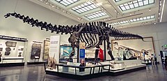 Brontosaurus excelsus remount in the Peabody Museum.jpg