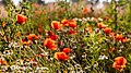 Dülmen, Brachliegendes Feld mit Wildblumen -- 2021 -- 9761.jpg