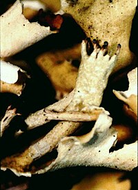 Cladonia turgida-2.jpg