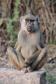 Papio cynocephalus 498340737.jpg