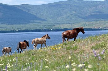 Башкирские лошади у озера Яктыкуль