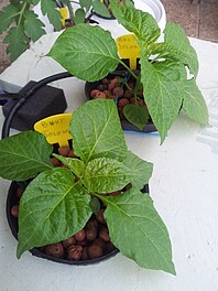 Peperoncini.bhut.jolokia.idroponica.jpg