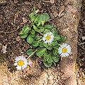 Bellis perennis in Aveyron (17).jpg
