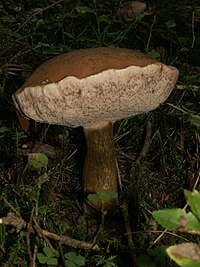 Tylopilus felleus 060914d.jpg