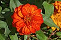 Zinnia FR 2012.jpg