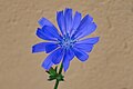 Cichorium intybus flower Bytom.jpg