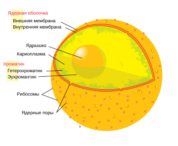 Diagram human cell nucleus ru.svg