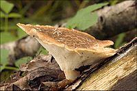 2009-05-12 Polyporus tuberaster (Jacq.) Fr 43277.jpg