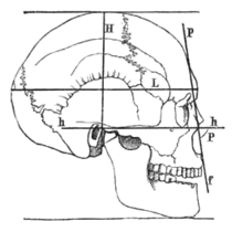Мезокефальный череп, вид сбоку (норма латеральная); Горизонтальная линия hh; линия профиля pf; угол профиля P; прямая длина L; высота H.