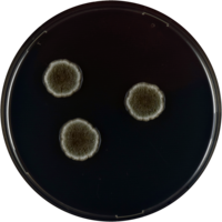 Aspergillus montevidensis cya.png