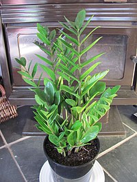 Zamioculcas zamiifolia (Lodd.) Engl. (AM AK331827-1).jpg