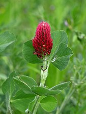 Клевер малиновый