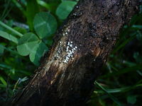 2012-06-01 Lasiosphaeria ovina (Pers.) Ces. & De Not 223448.jpg