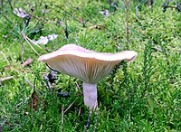 Lactarius trivialis 02.jpg