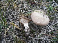 Pleurotus eryngii (DC.) Gillet 208868 2011-11-11.jpg