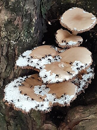 Муравьи поедают грибы