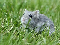 Phodopus sungorus (Gandalf).JPG