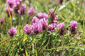 Trifolium pratense 194743829.jpg