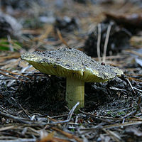 Tricholoma equestre.jpg