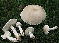 2011-10-11 Leucoagaricus barssii (Zeller) Vellinga 173946.jpg
