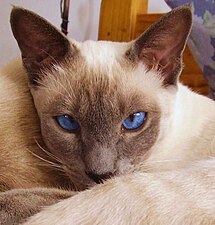 Сиамский блю-поинт