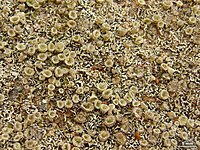 Cladonia nashii - Flickr - pellaea.jpg