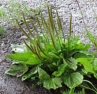 Plantago major RF.jpg