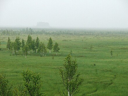 Полистовский заповедник. Вид с вышки.JPG