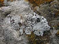 Acarospora nodulosa (Dufour) Hue 203934.jpg