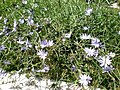 Cichorium intybus 1c.JPG
