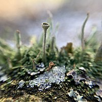 Lichens Cladonia deformis or Cladonia pixie cup.jpg