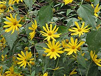 20130827Helianthus tuberosus5.jpg