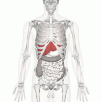 Положение печени (отмечена красным) в теле человека