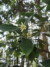 Illicium anisatum5.jpg