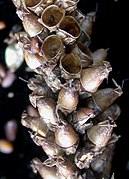 Плоды и семена