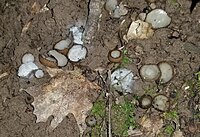 2018-07-22 Hypomyces stephanomatis Rogerson & Samuels 899756.jpg