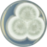 Aspergillus rhizopodus cya.png