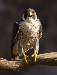 Falco peregrinus peregrinus.png