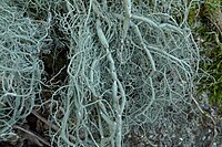 Usnea articulata Jymm.jpg