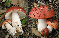 2011-05-14 Russula lepida 146790 146793 combined.jpg