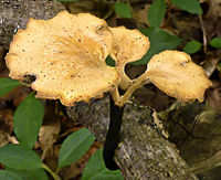 2012-05-27 Polyporus varius (Pers.) Fr. 1821 222422 crop.jpg