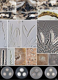 Dendrophoma cytisporoides (10.3897-mycokeys.74.57824) Figure 12.jpg