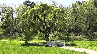 Елисейские поля в Монрепо