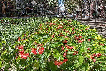 Бегония «Крыло дракона» красная