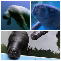 Trichechus species.png