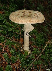 Amanita citrina2.jpg